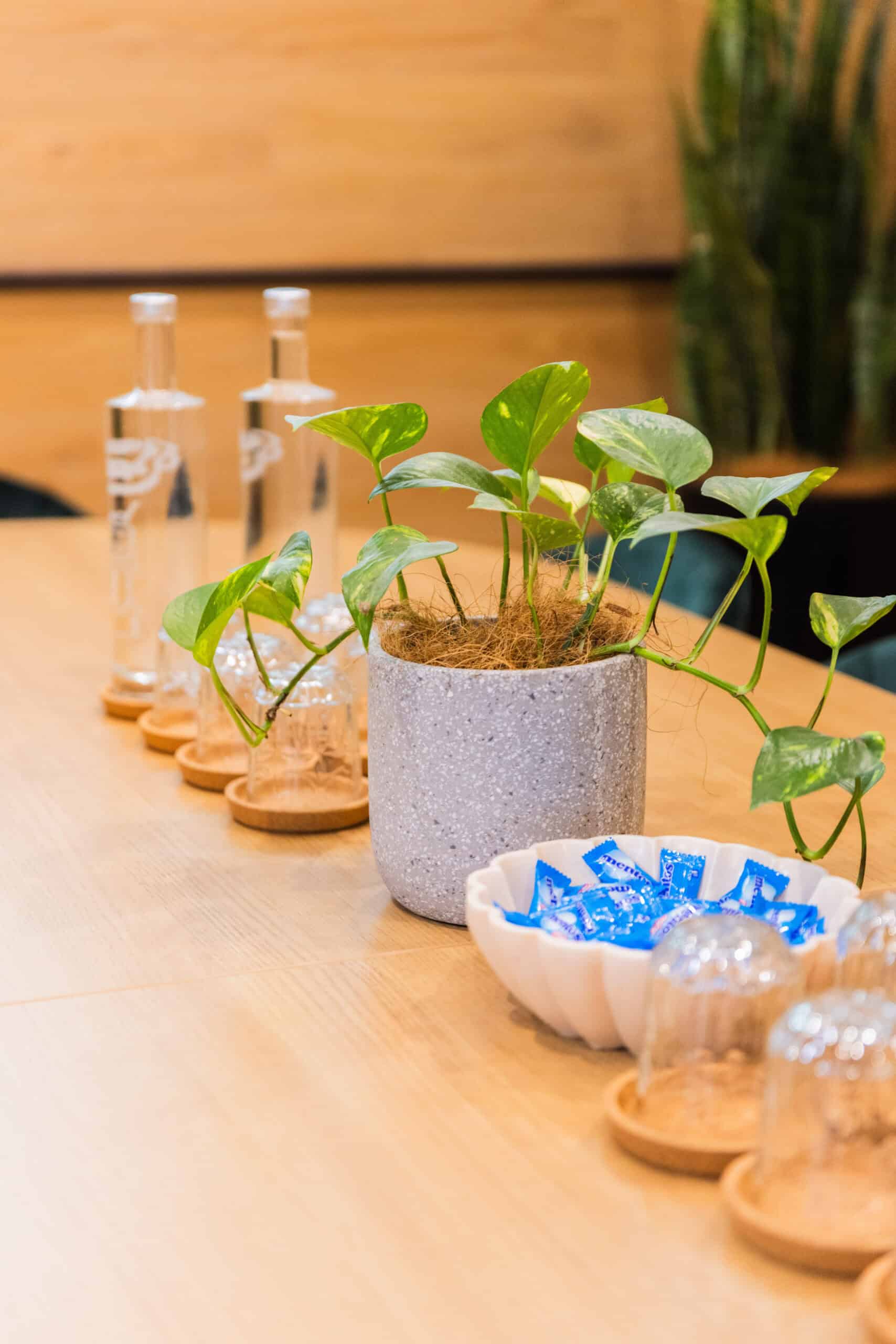 WOT_BotanySiteShoot-050